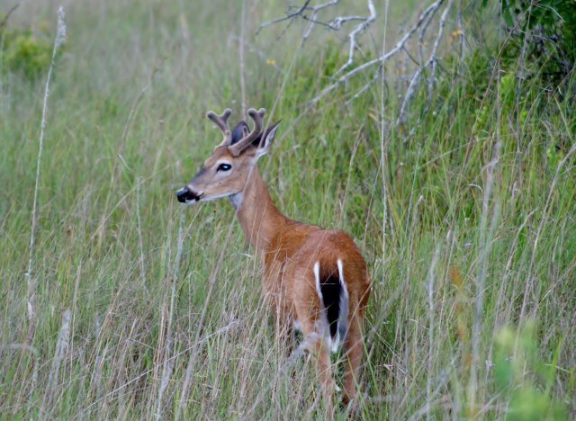 Deer, March 2012, Big Cypress NP