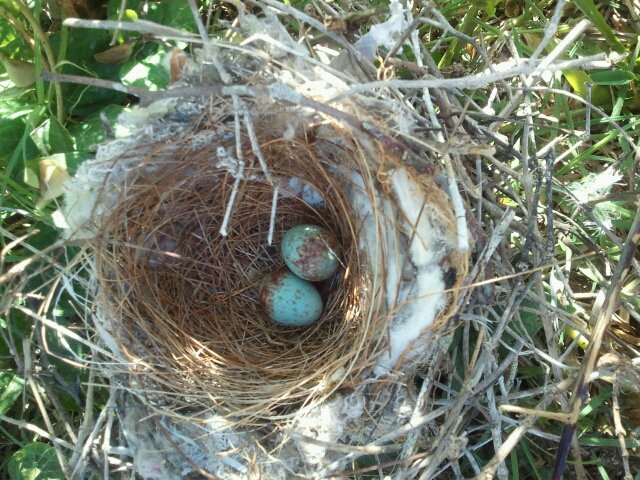 Bird nest that fell out of my hydrangea when I was trimming last spring