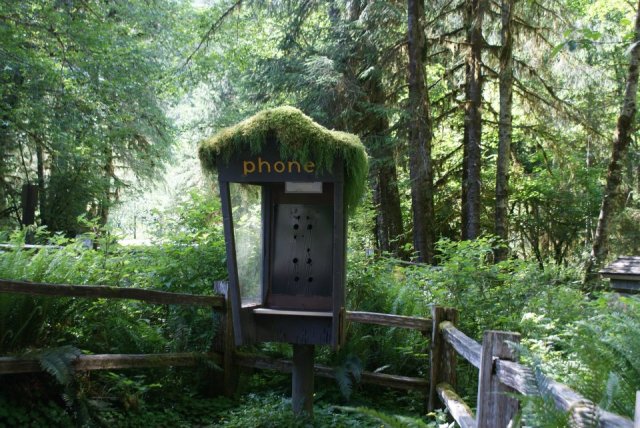 Mossy phone booth; Olympic National Park