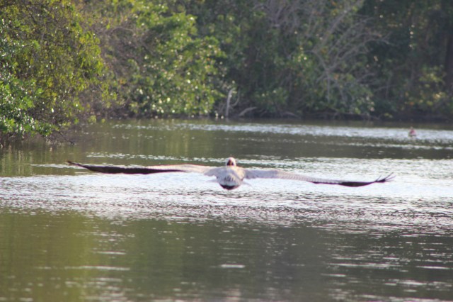 soaring along, food on his mind