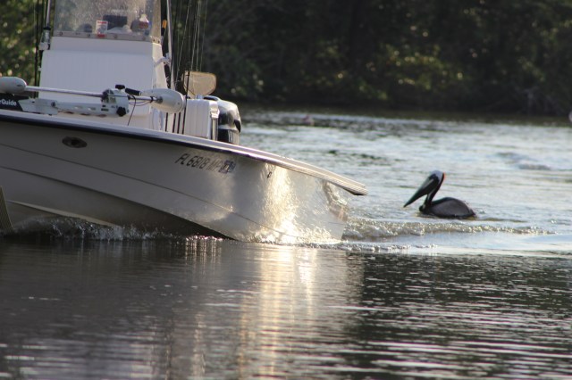 He finds the boat and paddles along behind it all the way in