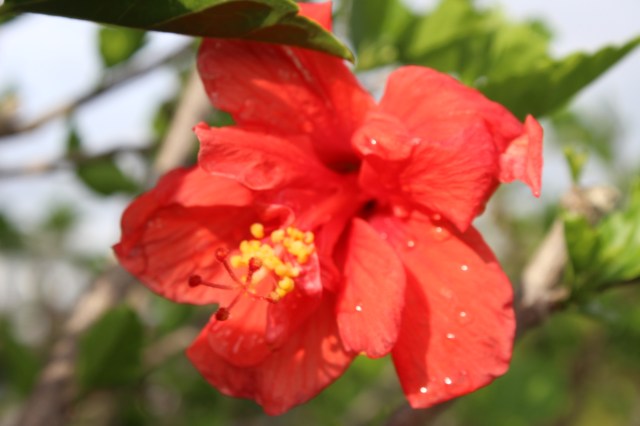 rain drops on hisbicus