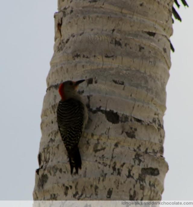 Hanging out looking for bugs