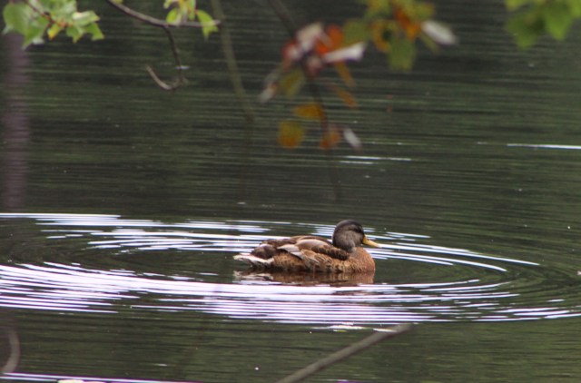 Duck at Reservoir Park in Southern Pines NC