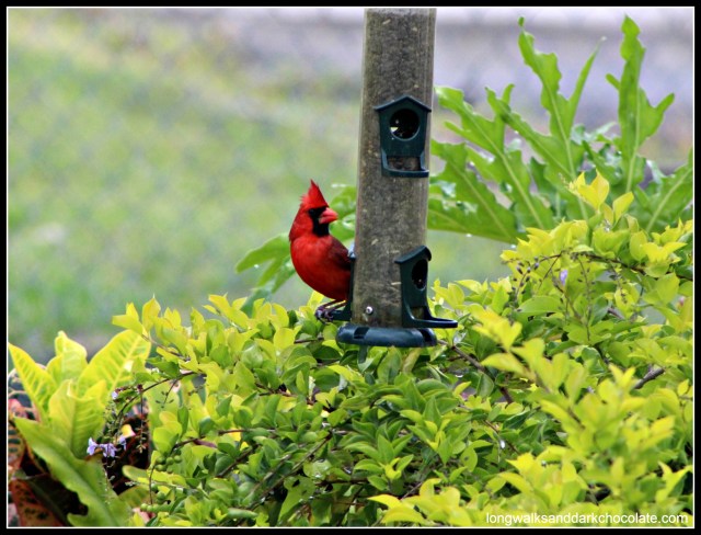 Cardinal in backyard