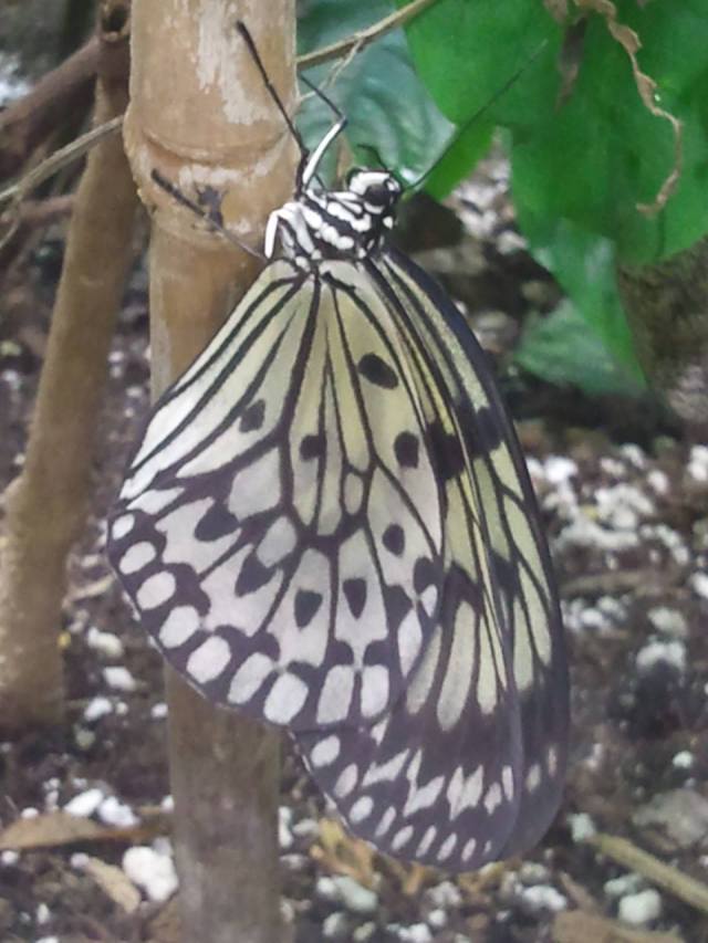 1072040_10151755131621763_822502036_o