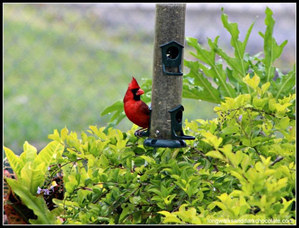 cardinal